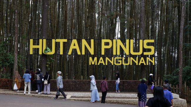 Wisata Hutan Pinus Mangunan Jogja: Menikmati Keindahan Alam di Tengah Rindangnya Pepohonan