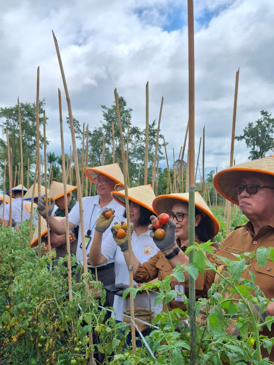 UGM Ubah Limbah Geothermal Jadi Booster Pertanian Ramah Lingkungan, Panen Raya Jadi Bukti Keberhasilan