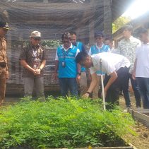 PLN EPI Ubah Lahan Kritis Gunungkidul Jadi Sumber Biomassa dan Pakan Ternak, Petani Dilatih Budidaya Tanaman Multifungsi