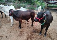 Riset UGM Tunjukkan Cara Sapi Belgian Blue Bertahan di Panas Tropis