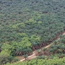 Bentang Alam Bukit Tigapuluh Terancam, Satgas PKH Gencarkan Penegakan Hukum