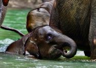 Belajar dari Kasus Tari, Pakar Dorong Pelepasliaran Gajah Hasil Rescue ke Hutan