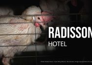 Radisson Dikritik Global Terkait Janji Bebas Sangkar, Aktivis Desak Transparansi