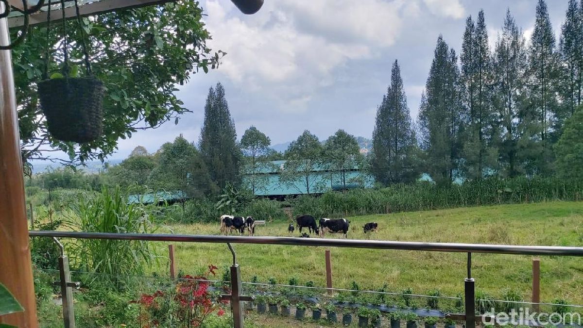 Gundaling Farmstead Berastagi, Wisata Edukasi dan Kuliner dalam Satu Kawasan Bernuansa Pegunungan