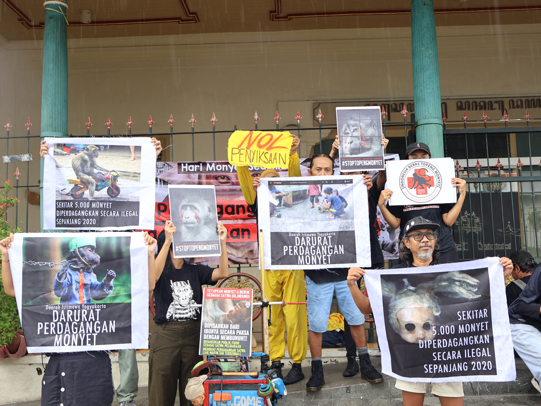 Peringati Hari Monyet Sedunia, Aktivis di Yogya Soroti Celah Hukum dan Ancaman Kesehatan Publik