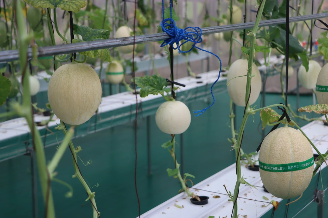Greenhouse Pesantren di Bantul Berbuah Manis, Santri Kini Mampu Biayai Operasional Secara Mandiri