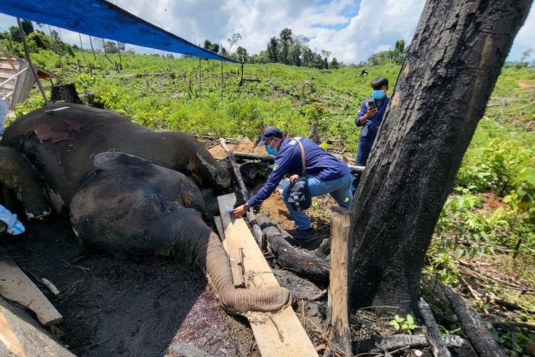 Kematian Harimau dan Gajah Sumatra di Bengkulu Jadi Alarm Serius, KOBI Desak Penguatan Perlindungan Habitat