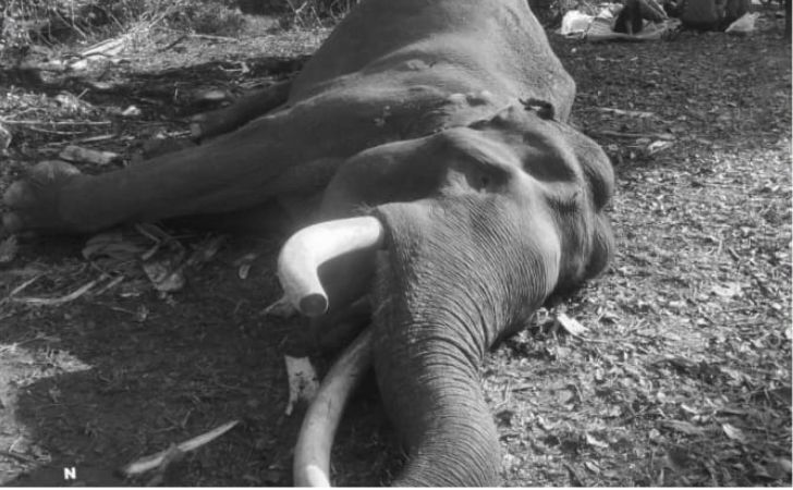 Kematian Indro Jadi Alarm Evaluasi Pengelolaan Gajah Jinak dalam Program Konservasi
