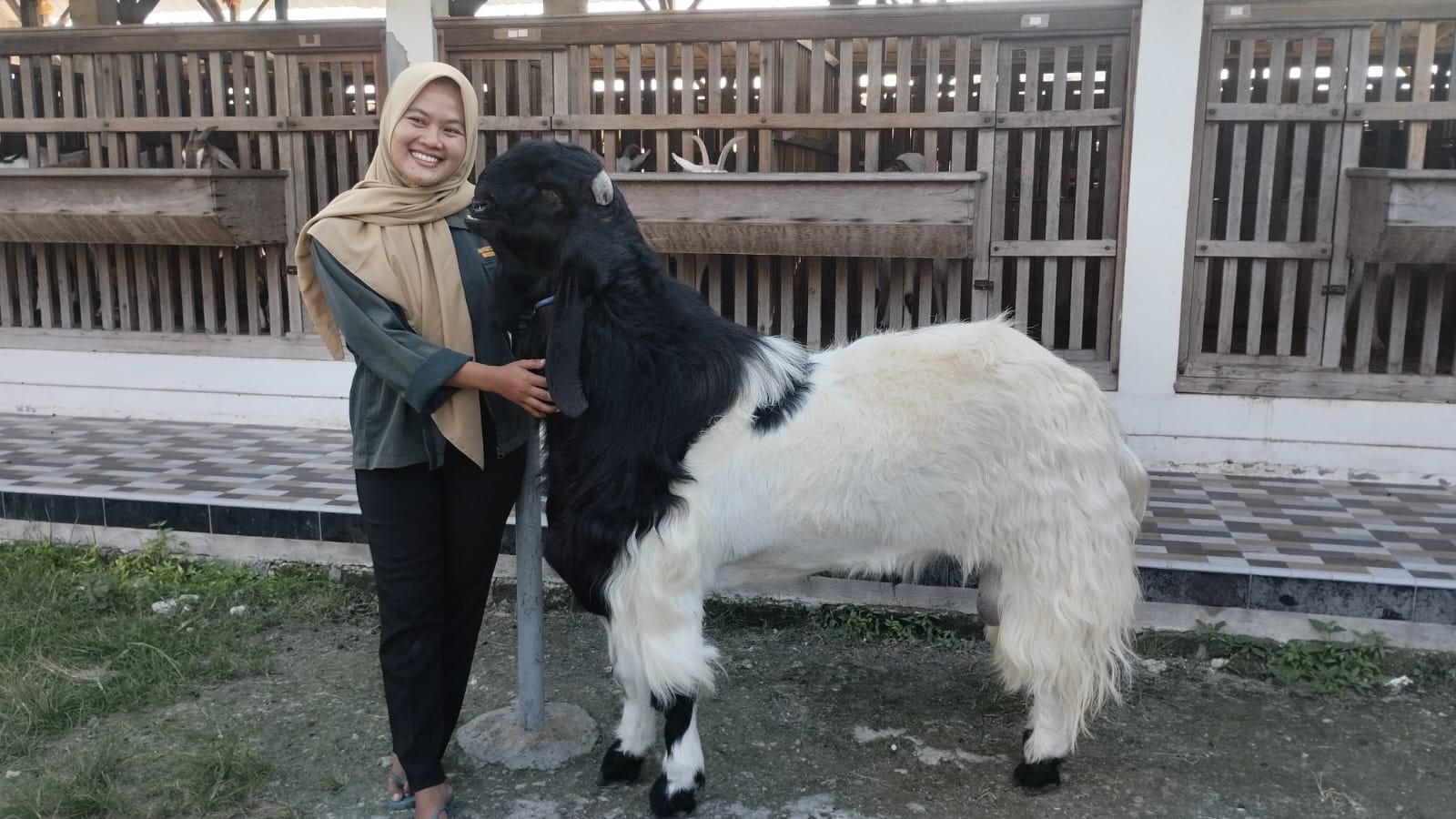 Mila Arlinda Ubah Stigma Peternakan, Bangun Bisnis Kambing-Domba Modern Beromzet Ratusan Juta di Tuban