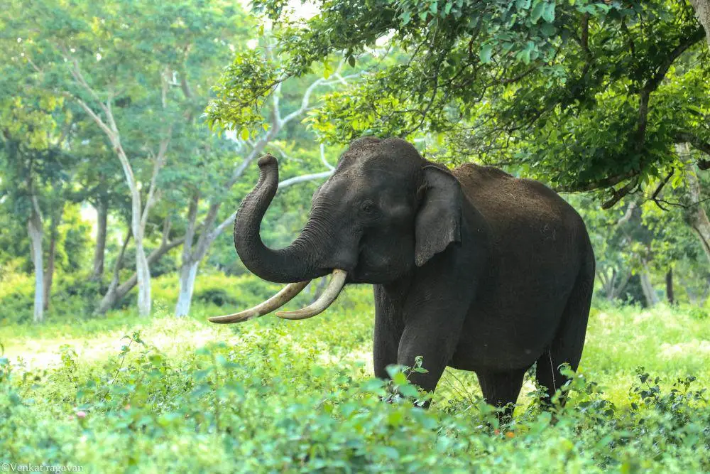 Konflik Gajah dan Manusia Kian Meningkat, Guru Besar UGM Sebut Krisis Habitat Jadi Pemicu Utama