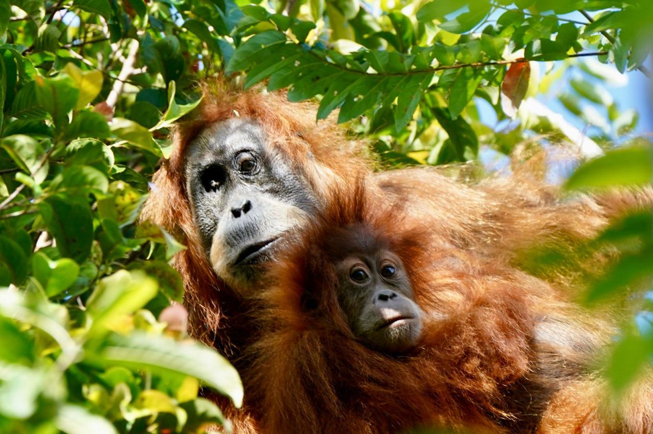 Survei Terbaru Ungkap Penurunan Populasi Orangutan Sumatera, Geopix Desak Perlindungan Habitat Diperkuat