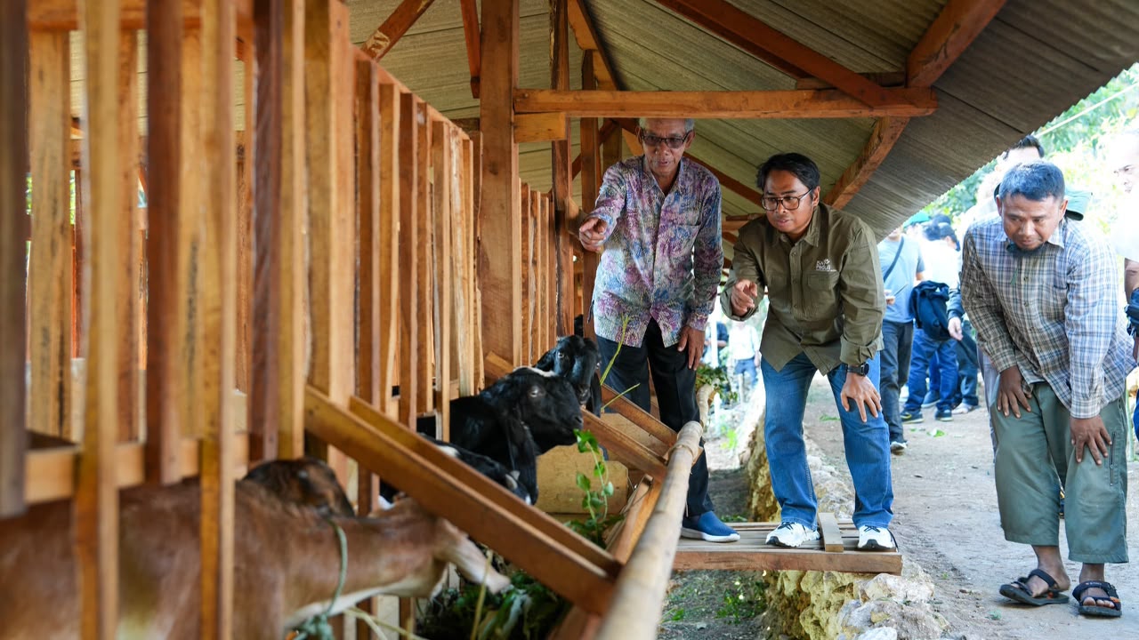 PLN EPI Bangun Ekosistem Peternakan Terintegrasi di Gunungkidul, Populasi Kambing Etawa Naik 52 Persen
