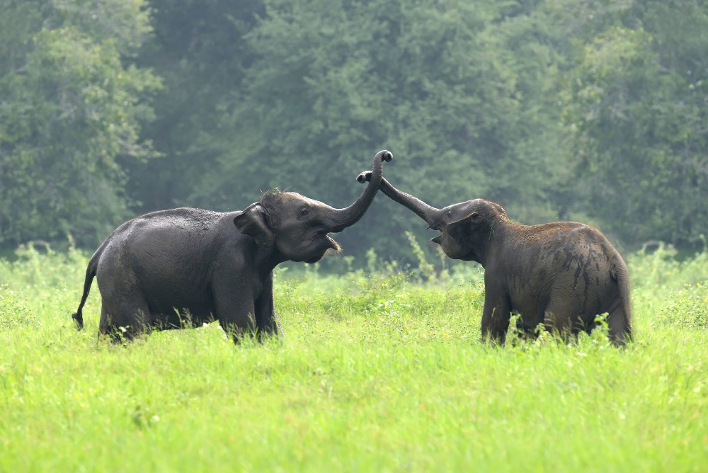 Hari Gajah Sedunia 2026, Kampanye “Make Elephant Great Again” Dorong Penguatan Perlindungan Gajah Indonesia