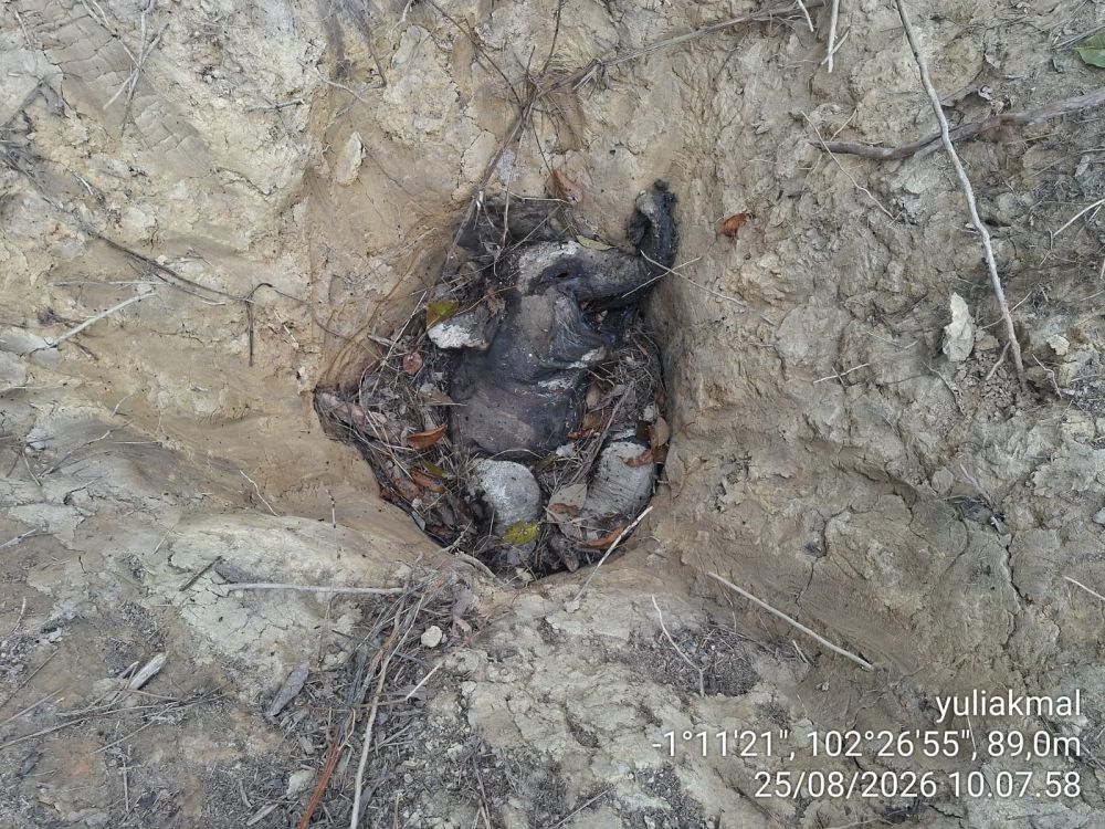 Bayi Gajah Sumatera Mati di Konsesi PT LAJ, Hasil Uji EEHV Negatif