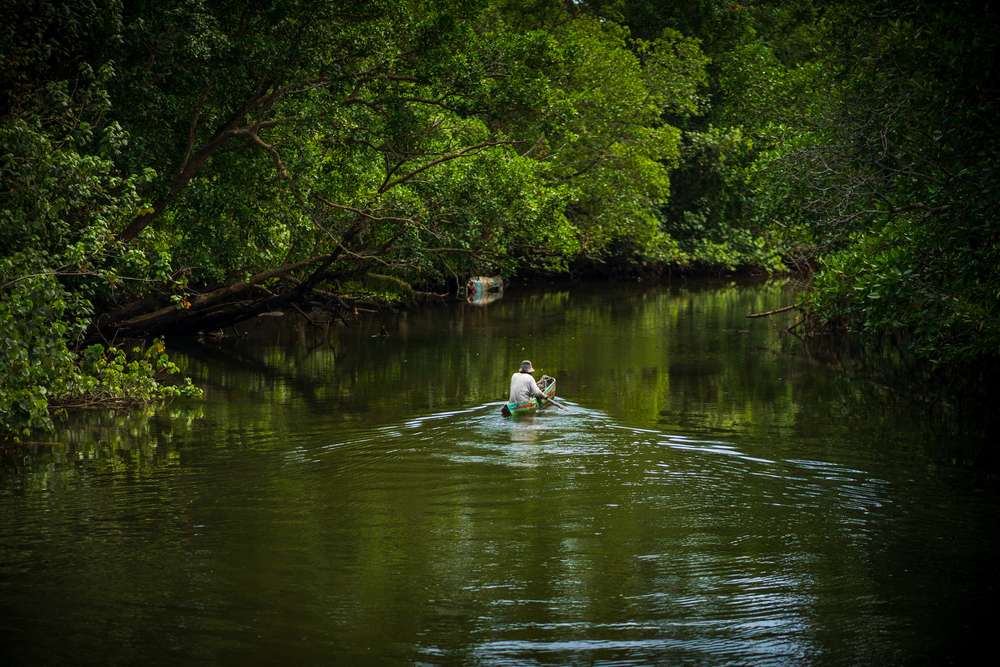 Pengudang Bintan Mangrove, Wisata Susur Hutan Bakau dan Konservasi Laut di Bintan